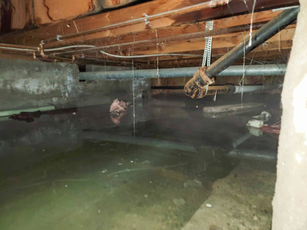 Best Flood damage cleanup  in Biscoe, NC