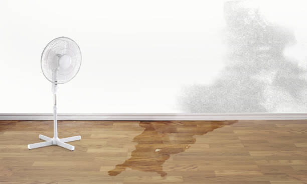 Best Mold removal after water damage  in Biscoe, NC